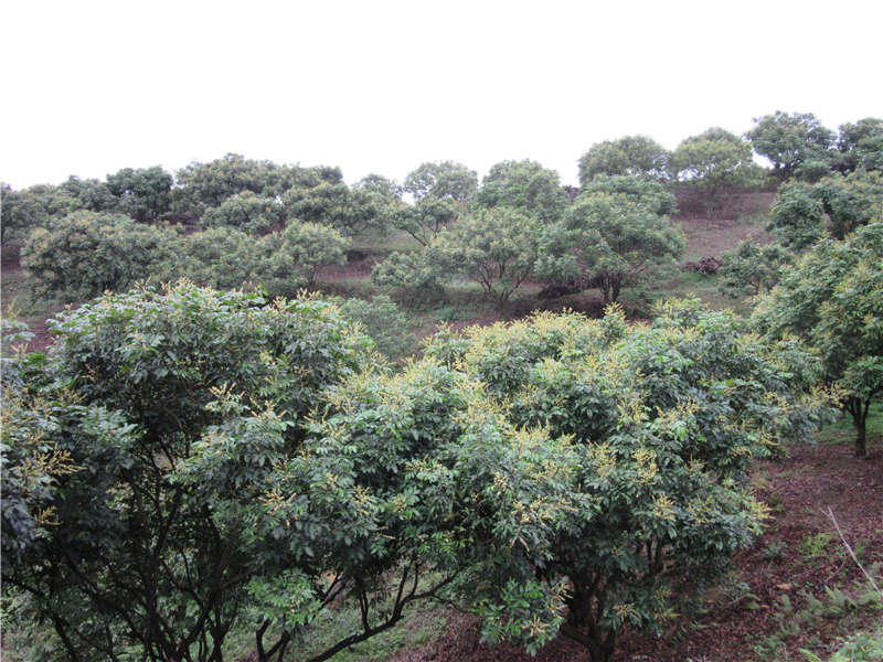 鎰辰智造,佛山鎰辰 鎰辰智造,佛山鎰辰